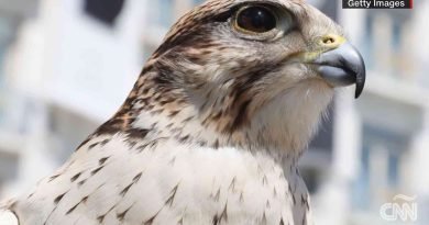 Halcón robótico ayuda a que las aves se alejen de los aviones | Video