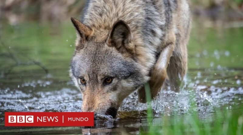 El particular método que usarán en los Países Bajos para que los lobos sean 