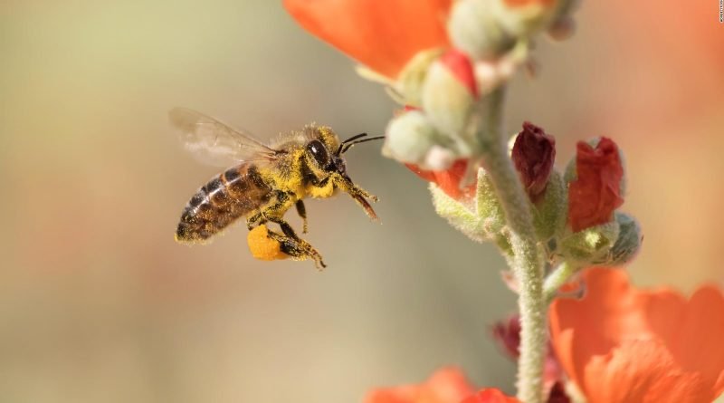 Mira cómo es la tecnología para salvar a las abejas