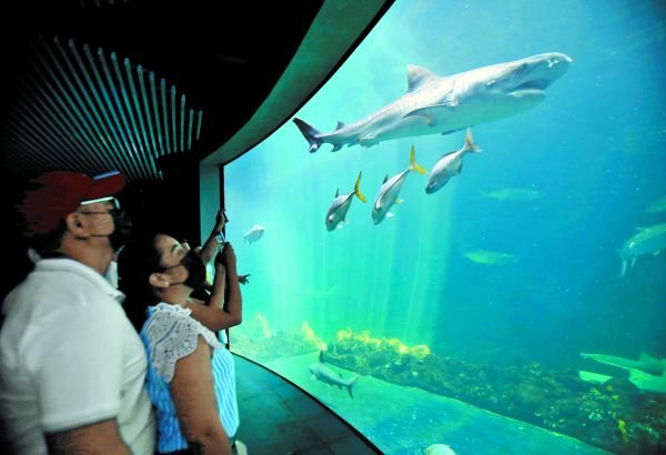 Veracruz anuncia show de lobos marinos... con fines educativos