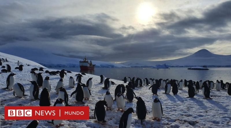Rodeadas de pingüinos e icebergs: así es pasar la Navidad en la oficina de correos del fin del mundo - BBC News Mundo