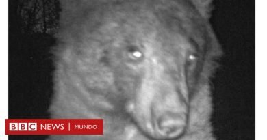 El oso que no podía dejar de tomarse selfies en Colorado - BBC News Mundo