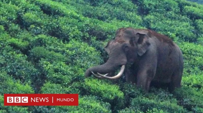 La singular historia del amistoso elefante cuya fama se convirtió en una maldición - BBC News Mundo