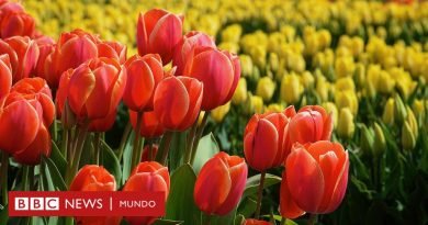 Cómo los tulipanes le salvaron la vida a millones de personas durante la Segunda Guerra Mundial (y qué tiene que ver la actriz Audrey Hepburn en esta historia) - BBC News Mundo