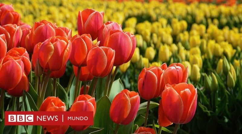 Cómo los tulipanes le salvaron la vida a millones de personas durante la Segunda Guerra Mundial (y qué tiene que ver la actriz Audrey Hepburn en esta historia) - BBC News Mundo