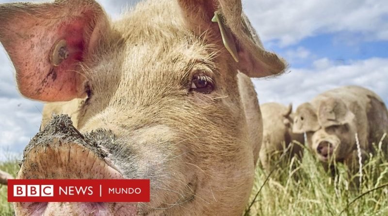 El extraordinario aumento del uso de grasa de animales para producir combustibles ecológicos - BBC News Mundo