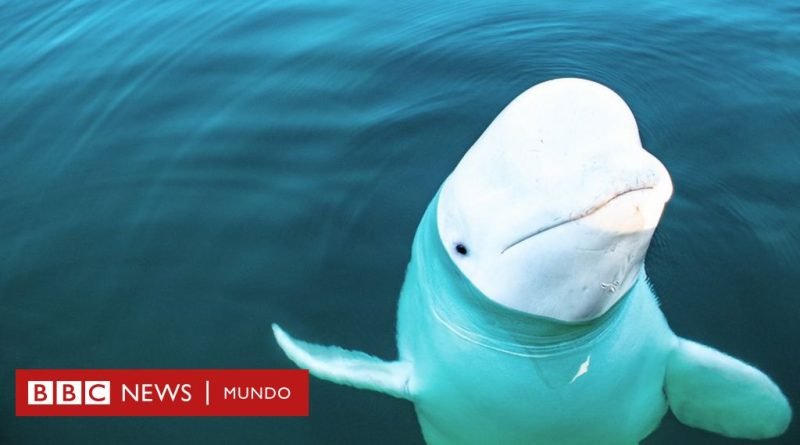 La extraña reaparición de la “ballena espía” rusa en las costas de Suecia - BBC News Mundo