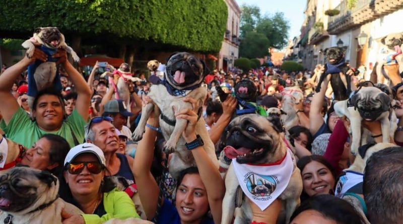 La pugmanía se adueña de las calles del Centro Histórico