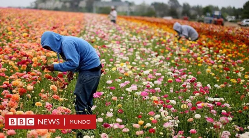 Trabajo infantil en EE.UU.: cómo el país más rico del mundo está flexibilizando las leyes que lo combaten - BBC News Mundo