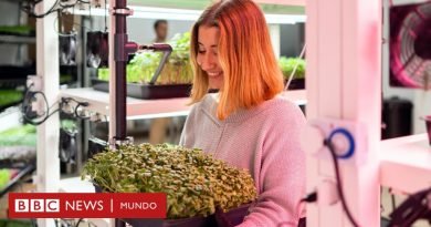 Alimentos: en qué consiste la 