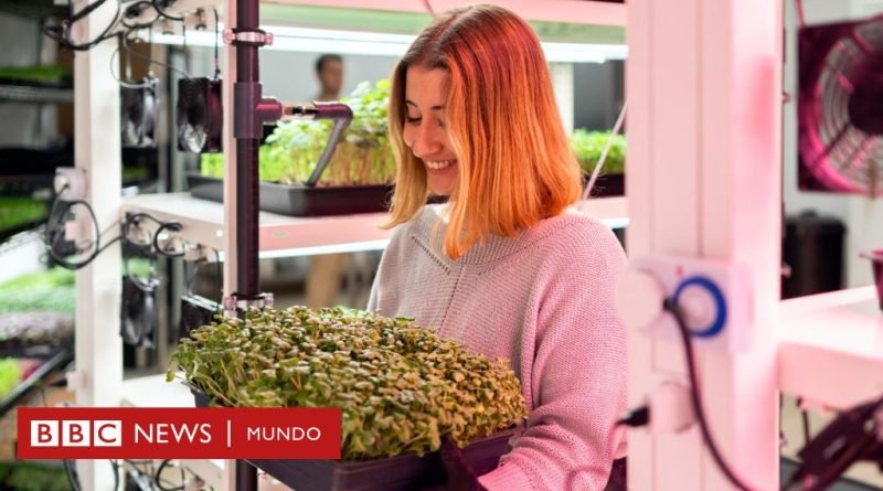 Alimentos: en qué consiste la 