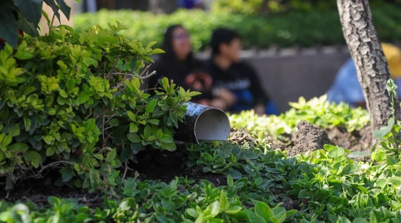 Cazan a roedores con 140 cebaderos en el Centro Histórico