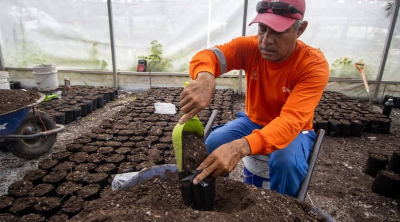 Inician capital queretana siembra de flor de cempasúchil