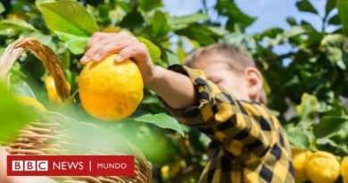 Los otros secretos de la dieta mediterránea, la más recomendada para la salud - BBC News Mundo