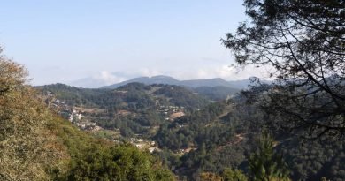 Protegerán 7 mil hectáreas de la sierra gorda contra la tala
