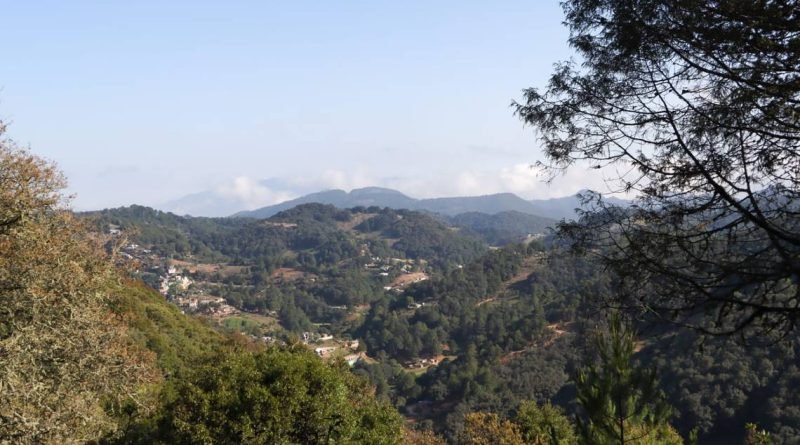 Protegerán 7 mil hectáreas de la sierra gorda contra la tala