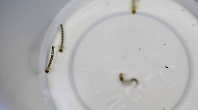 Advierten por uso adecuado de vacuna contra el dengue