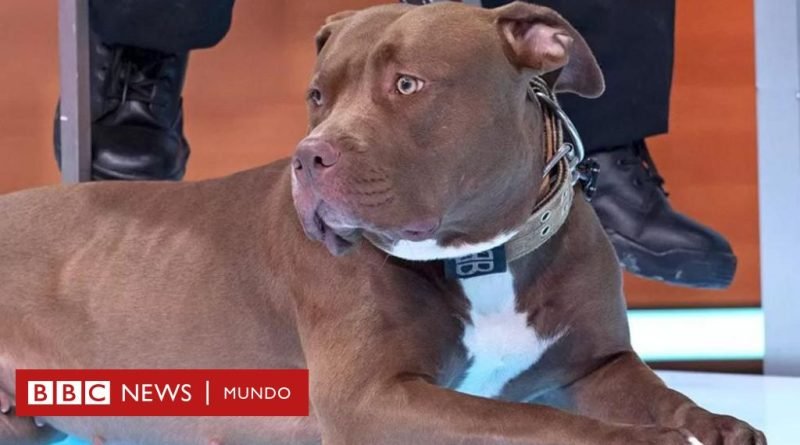 Por qué Reino Unido prohibió la raza de perro American Bully XL - BBC News Mundo