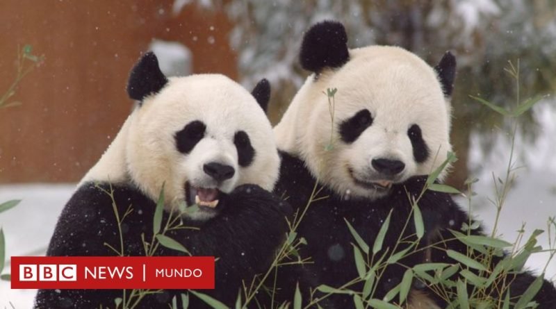 EE.UU. - China: ¿el fin de la diplomacia de los pandas?: por qué Pekín les está pidiendo a varios países que devuelvan sus icónicos osos - BBC News Mundo
