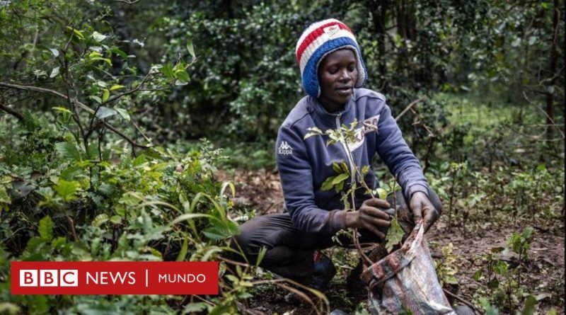 Kenia: el país que declaró un feriado nacional para plantar 100 millones de árboles  - BBC News Mundo