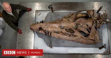 Pliosaurio: el fósil perfecto del feroz reptil marino que aterrorizó los océanos hace 150 millones de años - BBC News Mundo