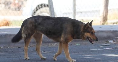 Alertan por jaurías de perros ferales en 4 comunidades de El Marqués