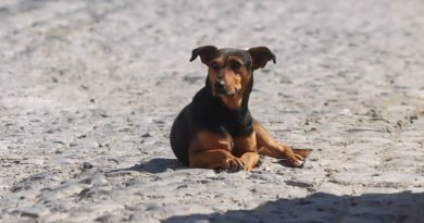 Baja 10% abandono de perros y gatos 