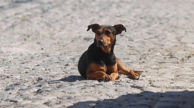 Baja 10% abandono de perros y gatos 