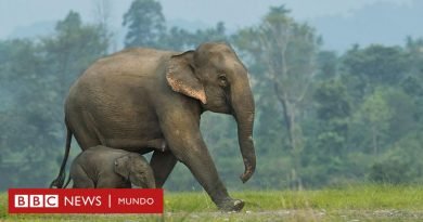 Las imágenes que muestran que los elefantes asiáticos entierran y hacen rituales para sus crías muertas - BBC News Mundo