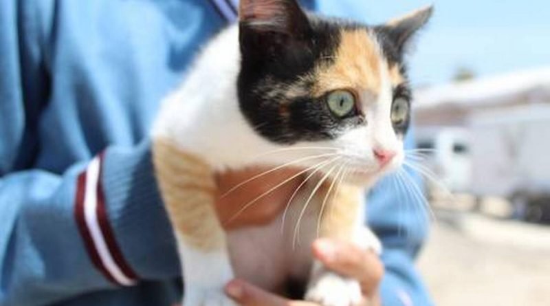 Liberación de gatos ferales es peligroso