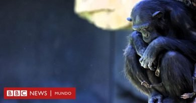 Chimpancé Natalia: el emotivo duelo de la primate que no quiere separarse de su cría muerta hace 3 meses - BBC News Mundo