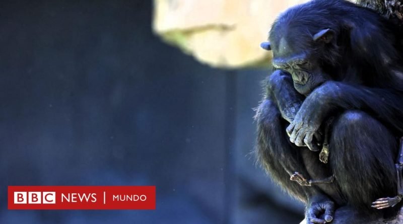 Chimpancé Natalia: el emotivo duelo de la primate que no quiere separarse de su cría muerta hace 3 meses - BBC News Mundo