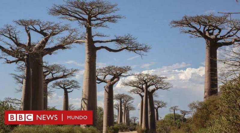 Científicos resuelven el misterio detrás de los antiquísimos baobabs, los “árboles de la vida” - BBC News Mundo