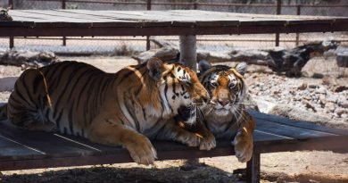 Santuaai: el primer santuario de vida silvestre en el país está en Querétaro