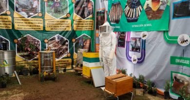 Población de abejas se redujo en 70%