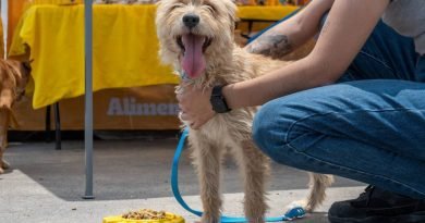 Anuncian campaña de esterilización para mascotas, en El Marqués