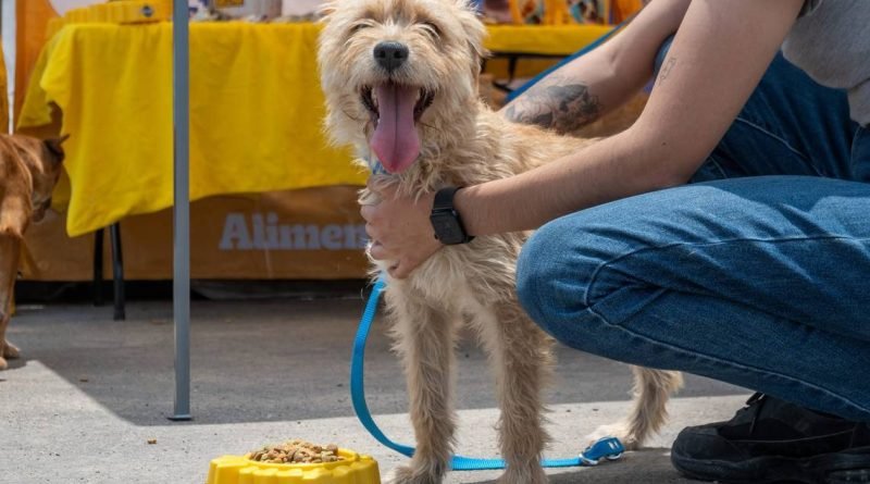 Anuncian campaña de esterilización para mascotas, en El Marqués