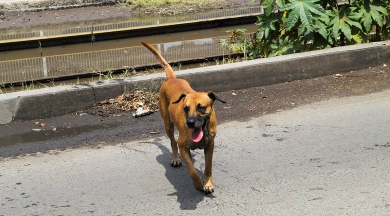 Harán padrón de dueños de mascotas