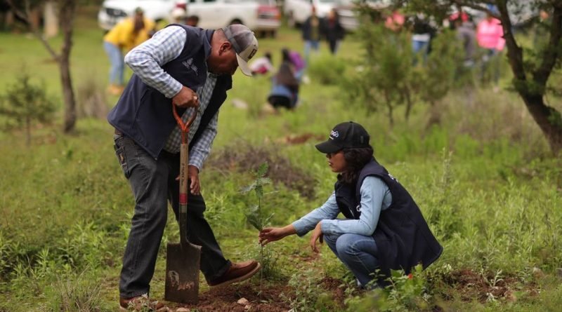 Inicia programa de reforestación en Mineral de San Joaquín