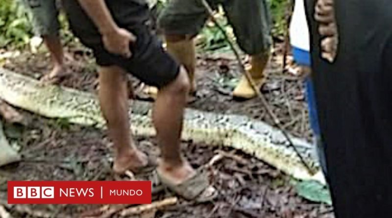 Una serpiente pitón se come a una mujer de 36 años en Indonesia - BBC News Mundo