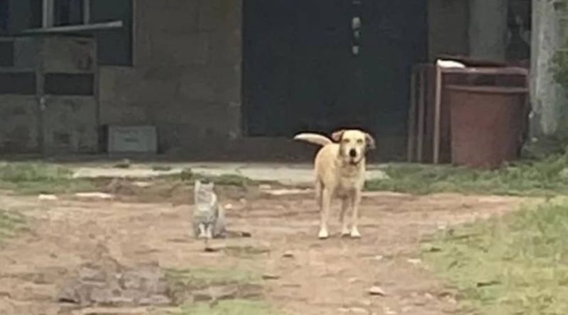 Qariño Animal busca 40 hogares temporales tras desalojo
