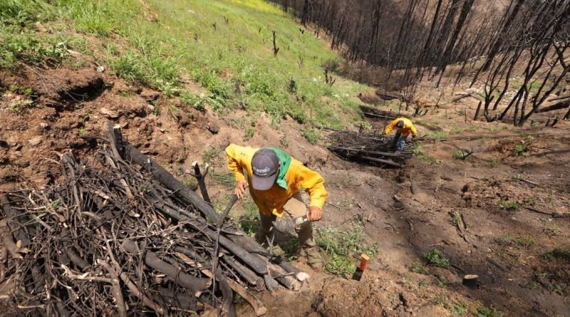 Reforestan Cadereyta; siembran 9 mil árboles