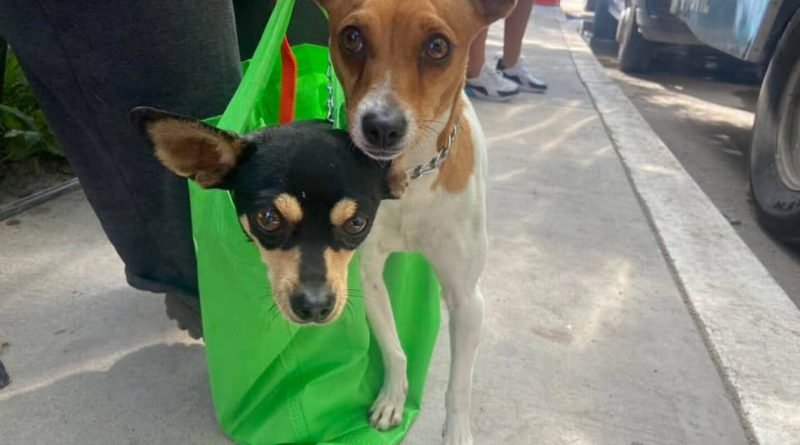El Marqués lanza nueva campaña de esterilización de mascotas
