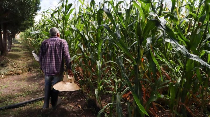 Renegociará la Sedea con aseguradoras agropecuarias