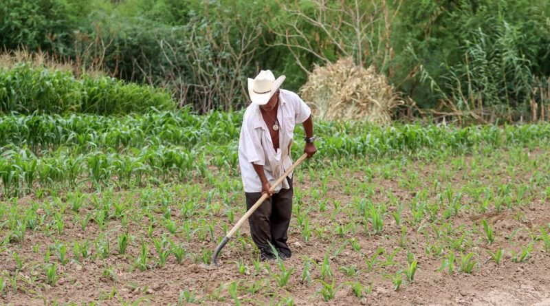 Campo queretano se recuperará 50%