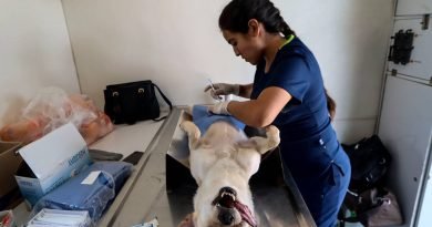 Esterilizarán 30 mil mascotas al año, en la capital queterana