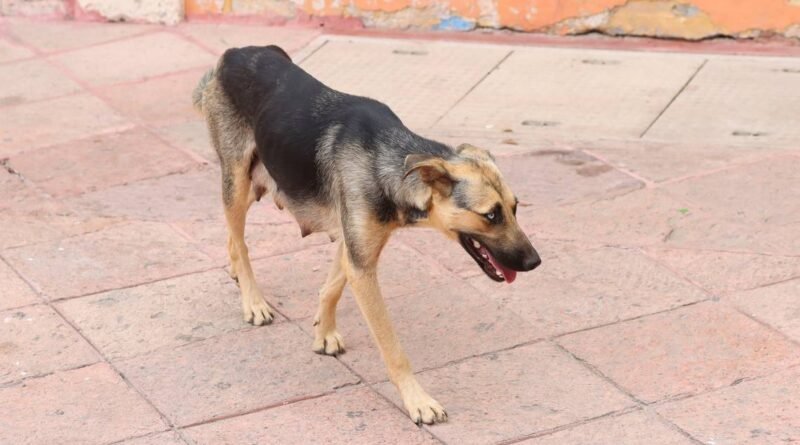 Animalistas acusan al CAAM El Marqués