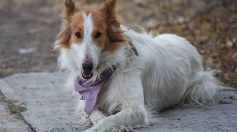 Buscan más sanciones contra el maltrato animal