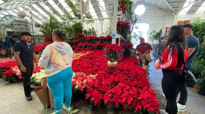 Comenzó la venta de nochebuenas en el Mercado de las Flores