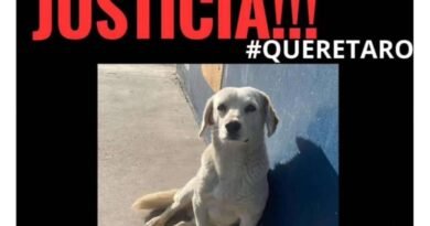 Denuncian abuso sexual a un perrito, en Huimilpan